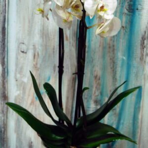 Orchidea z osłonką
