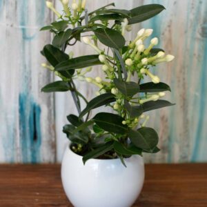 Stephanotis z osłonką