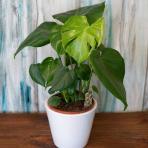 Monstera deliciosa